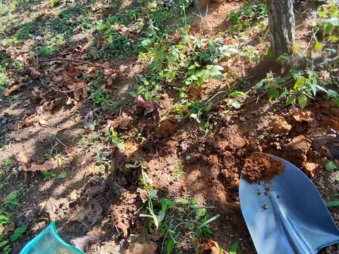 草むしりの作業風景