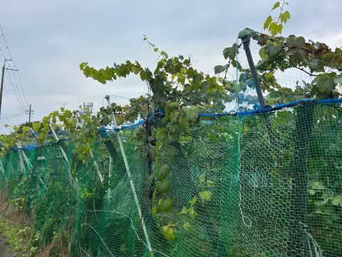防鳥ネットから飛び出た枝の剪定の作業風景
