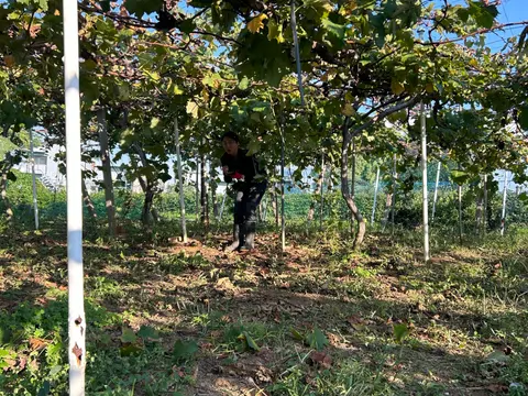 枝整理の作業風景